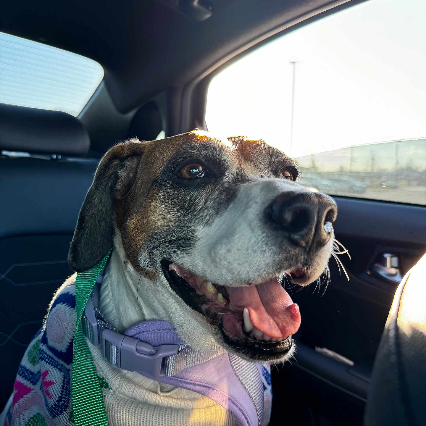 Jewel joined the competition — help win amazing prizes! accessories, alloywheel, animal, beagle, belt, bodypart, canine, car, carwheel, cushion, dog, homedecor, hound, machine, mouth, person, pet, pointer, transportation, vehicle
