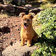 Ptiloup participe au concours pour gagner de l'argent avec cette photo : dog, outdoor, sunlight, rock, soil, ivy, greenery, pet, animal, nature, happy, tongue_out, small_dog, fur, ears, sitting, daylight, closeup, cute, portrait
