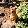 animal, closeup, cute, daylight, dog, ears, fur, greenery, happy, ivy, nature, outdoor, pet, portrait, rock, sitting, small_dog, soil, sunlight, tongue_out