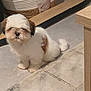 puppy, dog, small_dog, white_fur, brown_fur, pet_bed, floor, tile_floor, wooden_table, indoor, cute, fluffy, animal, pet, sitting, young_animal, domestic_animal, companion, fur, adorable