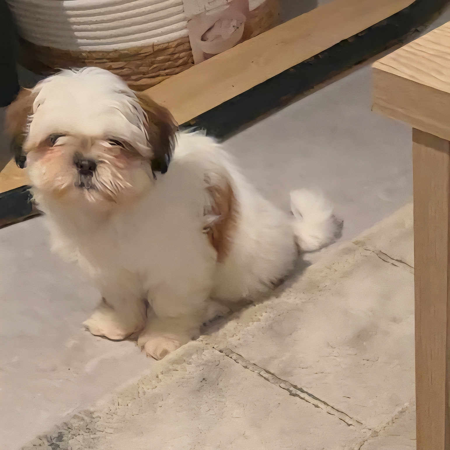 Lookaïe participe au concours pour gagner de l'argent avec cette photo : adorable, animal, brown_fur, companion, cute, dog, domestic_animal, floor, fluffy, fur, indoor, pet, pet_bed, puppy, sitting, small_dog, tile_floor, white_fur, wooden_table, young_animal