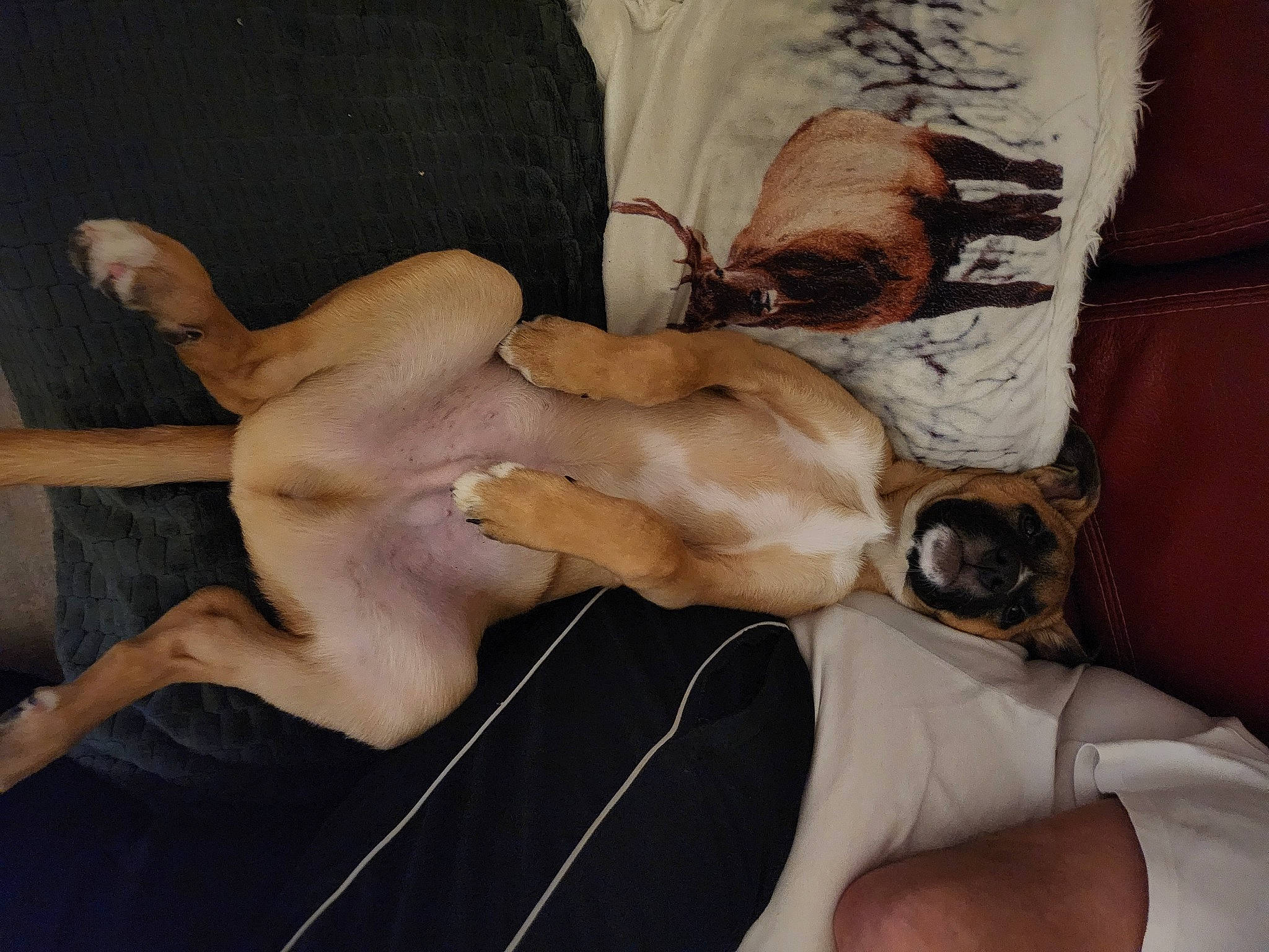 Thor a rejoint le concours — aidez-le/la à gagner de superbes lots ! abdomen, barechested, carnivore, chest, comfort, companion_dog, dog, dog_breed, elbow, fawn, foot, human_body, human_leg, joint, knee, leg, tail, thigh, trunk, wrist