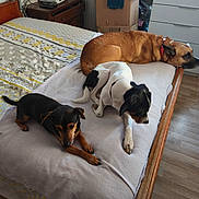 Thor Loki Milou participe au concours pour gagner de l'argent avec cette photo : animal, bed, black_and_white_dog, black_dog, blanket, brown_dog, canine, cardboard_box, collar, dog, drawer, floor, furniture, indoor, laying, pet, radiator, relaxing, resting, wooden_bed_frame