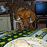 dog, dachshund, table, plate, food, chicken_leg, kitchen, chair, tablecloth, furniture, pet, animal, curious, indoor, cooking, meal, home, brown_dog, looking, domestic