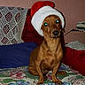 dog, santa_hat, brown_dog, couch, floral_blanket, red_couch, crocheted_doylie, blue_pillow, indoor, pet, small_dog, christmas, holiday, festive, animal, canine, seated, looking_at_camera, domestic, cozy
