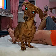 Lia is registered to the contest to win money with this photo: dog, dachshund, bed, indoor, person, curtains, television, pink_wall, window, air_conditioner, legs, orange_shorts, furniture, room, animal, pet, canine, curious, flash_eyes, relaxing