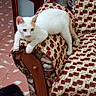 Kori joined the competition — help win amazing prizes! cat, dog, indoor, furniture, couch, patterned_fabric, armrest, floor, tile_floor, white_cat, black_dog, pet, curious, relaxed, wooden_armrest, vintage_style, animal, companion, domestic, cozy