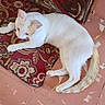 cat, white_cat, orange_patches, lying_down, rug, patterned_rug, furniture, patterned_furniture, indoor, floor, tile_floor, relaxed, pet, animal, domestic_cat, resting, cozy, home, quiet, calm