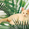 cat, animal, pet, feline, whiskers, ears, tail, leaf, plant, green, nature, relaxed, domestic_animal, lying_down, closeup, outdoor, tropical, background, fur, eyes