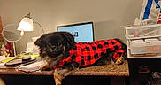 Sacha is registered to the contest to win money with this photo: black_fur, brown_fur, checkered, computer, cozy, desk, dog, drawer, flag, furniture, home, indoor, lamp, notebook, pet, red_and_black, relaxed, stationery, sweater, workspace