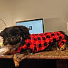 dog, pet, sweater, red_and_black, checkered, desk, lamp, computer, workspace, cozy, indoor, furniture, relaxed, black_fur, brown_fur, notebook, stationery, drawer, flag, home