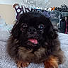 dog, birthday, crown, pet, fluffy, cute, tongue_out, celebration, indoor, blanket, fur, animal, small_dog, face, happy, looking_at_camera, closeup, adorable, resting, brown_paw