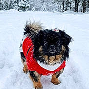 Sacha is registered to the contest to win money with this photo: animal, black_fur, canine, cold_weather, curious, dog, forest, fur, nature, outdoor, pet, red_sweater, small_dog, snow, snowflakes, snowy_path, tan_fur, walking, winter, winter_clothing