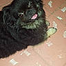 dog, black_dog, pet, animal, floor, tile, cute, tongue_out, fur, lying_down, looking_up, indoor, companion, domestic_animal, canine, friendly, small_dog, house_pet, mammal, playful