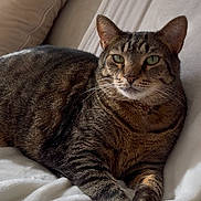 Chiquita joined the competition — help win amazing prizes! animal, blanket, cat, close_up, comfortable, couch, cozy, domestic, ears, feline, fur, indoor, lying_down, pet, portrait, relaxed, resting, soft, tabby, whiskers