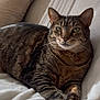 animal, blanket, cat, close_up, comfortable, couch, cozy, domestic, ears, feline, fur, indoor, lying_down, pet, portrait, relaxed, resting, soft, tabby, whiskers