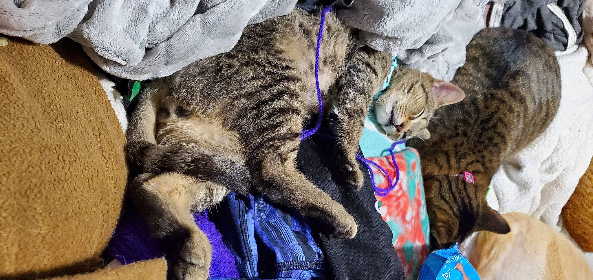 Artimus is registered to the contest to win money with this photo: carnivore, cat, claw, comfort, domestic_short_haired_cat, electric_blue, felidae, fur, lap, mammal, nap, paw, small_to_medium_sized_cats, tail, vertebrate, whiskers