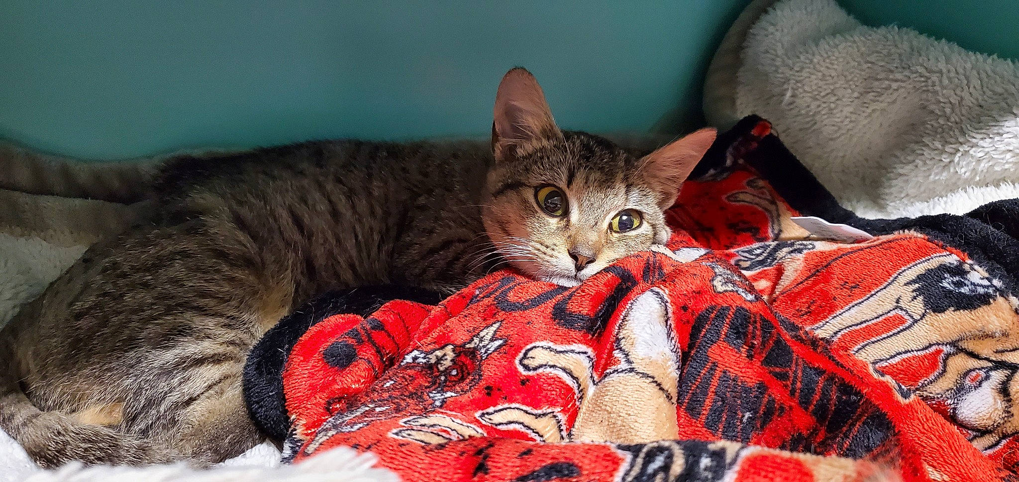 Artimus is registered to the contest to win money with this photo: bed, bedding, carmine, carnivore, cat, cat_supply, claw, comfort, domestic_short_haired_cat, felidae, fur, lap, linens, pattern, paw, small_to_medium_sized_cats, snout, tail, terrestrial_animal, whiskers