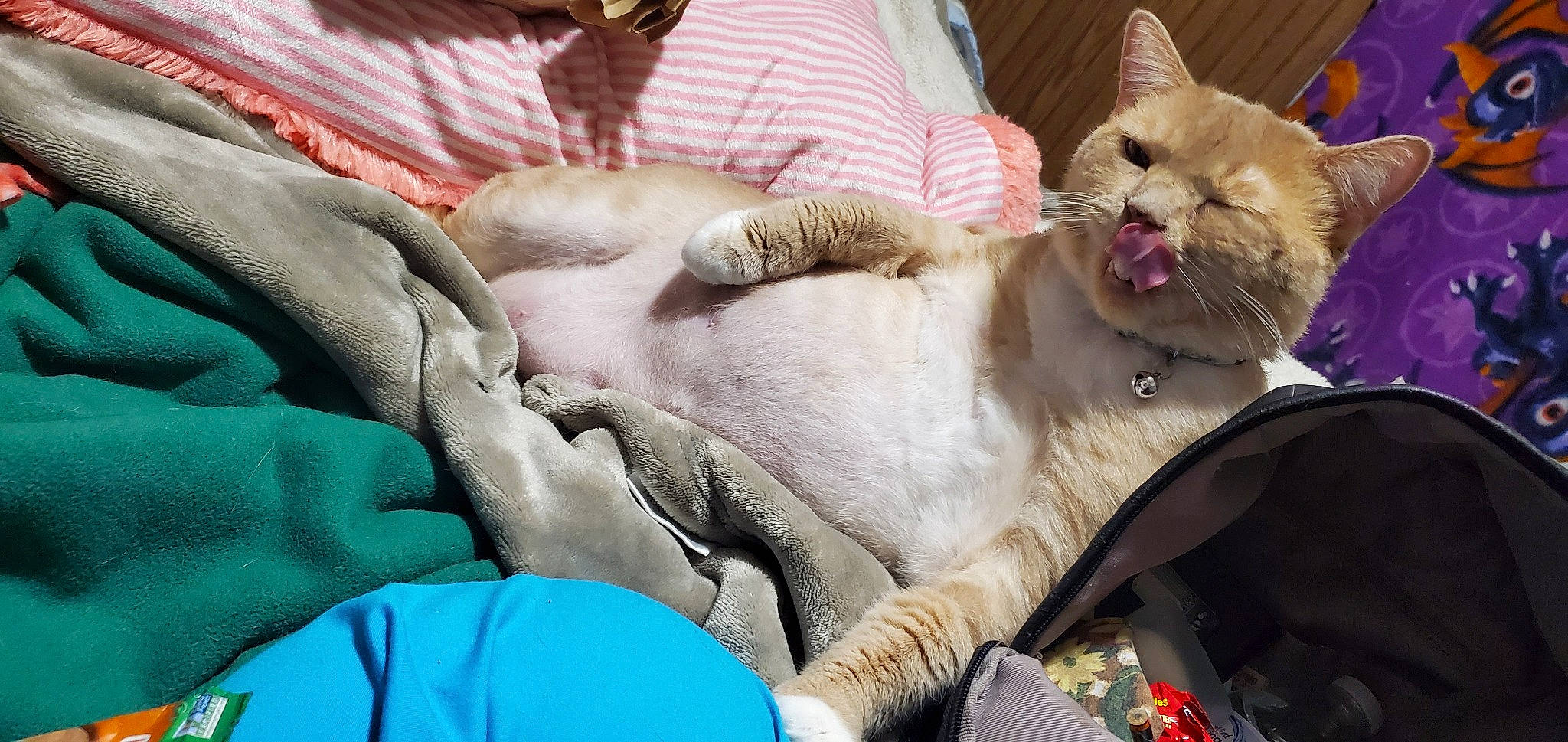 Mogwai joined the competition — help win amazing prizes! canidae, carnivore, cat, claw, collar, comfort, domestic_short_haired_cat, electric_blue, fang, fawn, felidae, fur, mammal, nap, paw, small_to_medium_sized_cats, snout, textile, whiskers, wildlife