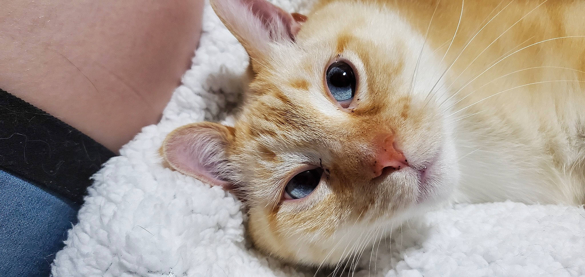 Hannibal is registered to the contest to win money with this photo: carnivore, cat, claw, comfort, domestic_short_haired_cat, ear, fawn, felidae, fur, paw, small_to_medium_sized_cats, snout, whiskers, window