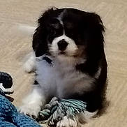 Apollon a rejoint le concours — aidez-le/la à gagner de superbes lots ! puppy, dog, black_and_white, rope_toy, floor, pet, animal, cute, indoor, playful, fur, paws, toy, young, companion, domestic, pet_toy, lying_down, close_up, blurred
