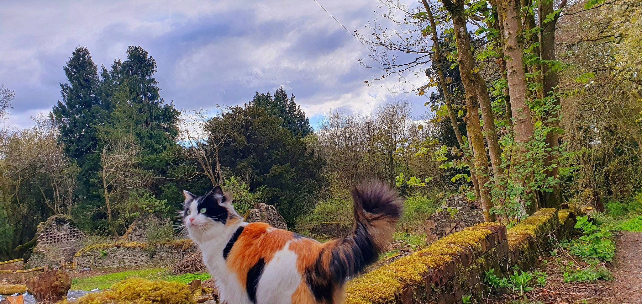 Domino joined the competition — help win amazing prizes! carnivore, cat, cloud, companion_dog, dog_breed, domestic_short_haired_cat, felidae, forest, grass, landscape, natural_landscape, plant, road, sky, small_to_medium_sized_cats, tail, trail, tree, whiskers, wildlife