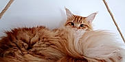 Sherlock is registered to the contest to win money with this photo: animal, cat, closeup, curious, cute, domestic_animal, ears, feline, fluffy, fur, indoor, orange_tabby, pet, portrait, relaxed, resting, rope, soft, tail, whiskers