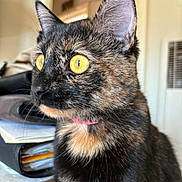 Catalina joined the competition — help win amazing prizes! animal, background_blur, cat, close_up, collar, curious, domestic_animal, face, feline, fur, household, indoor, looking_away, mammal, pet, portrait, tabby, tortoiseshell, whiskers, yellow_eyes