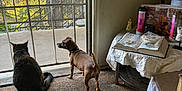 Catalina is registered to the contest to win money with this photo: animal, book, carpet, cat, collar, curious, decor, dog, furniture, home, indoor, natural_light, pet, quiet_moment, relaxed, screen_door, small_dog, tabby_cat, table, window