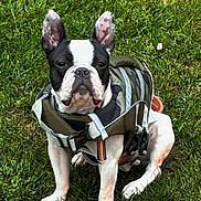Arnie is registered to the contest to win money with this photo: dog, boston_terrier, grass, outdoor, pet, canine, jacket, reflective, sitting, animal, cute, ears, black_and_white, fur, collar, nature, alert, summer, companion, portrait
