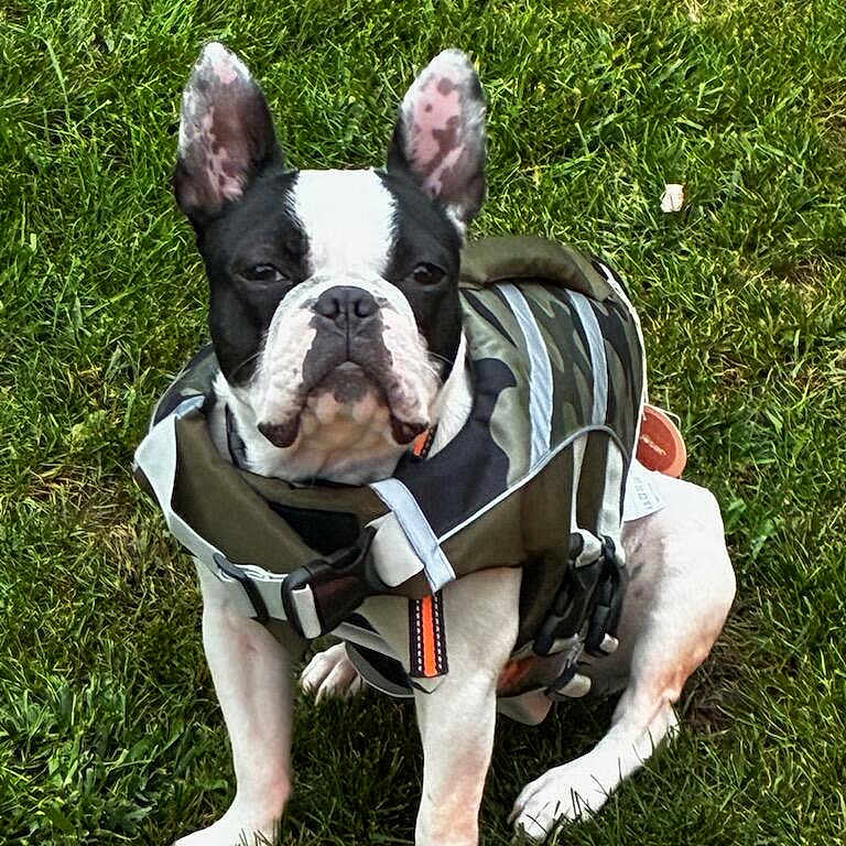 Arnie is registered to the contest to win money with this photo: alert, animal, black_and_white, boston_terrier, canine, collar, companion, cute, dog, ears, fur, grass, jacket, nature, outdoor, pet, portrait, reflective, sitting, summer