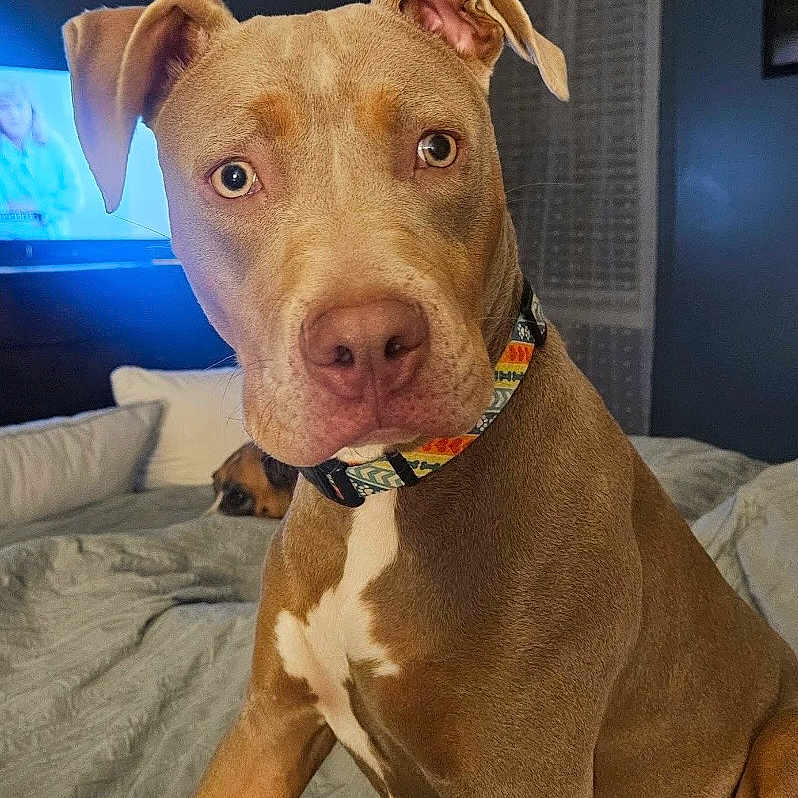 Nova