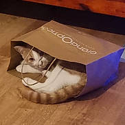 M. Raoul Patate participe au concours pour gagner de l'argent avec cette photo : cat, paper_bag, floor, curious, striped_tail, indoor, pet, brown, white, animal, hiding, peeking, wood_floor, playful, cozy, domestic, feline, resting, handle, shopping_bag