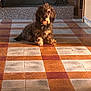 Robic a rejoint le concours — aidez-le/la à gagner de superbes lots ! animal, brown_dog, cozy, curly_hair, dog, fireplace, floor_pattern, fur, home, indoor, living_room, mammal, pet, quiet, relaxed, resting, shadow, sunlight, tile_floor, warm_light