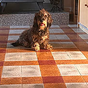 Robic a rejoint le concours — aidez-le/la à gagner de superbes lots ! animal, brown_fur, cozy, dog, domestic, floor_pattern, fur, happy, home, indoor, pet, relaxed, scruffy, shadow, sitting, stove, sunlight, tile_floor, tongue_out, warm_light