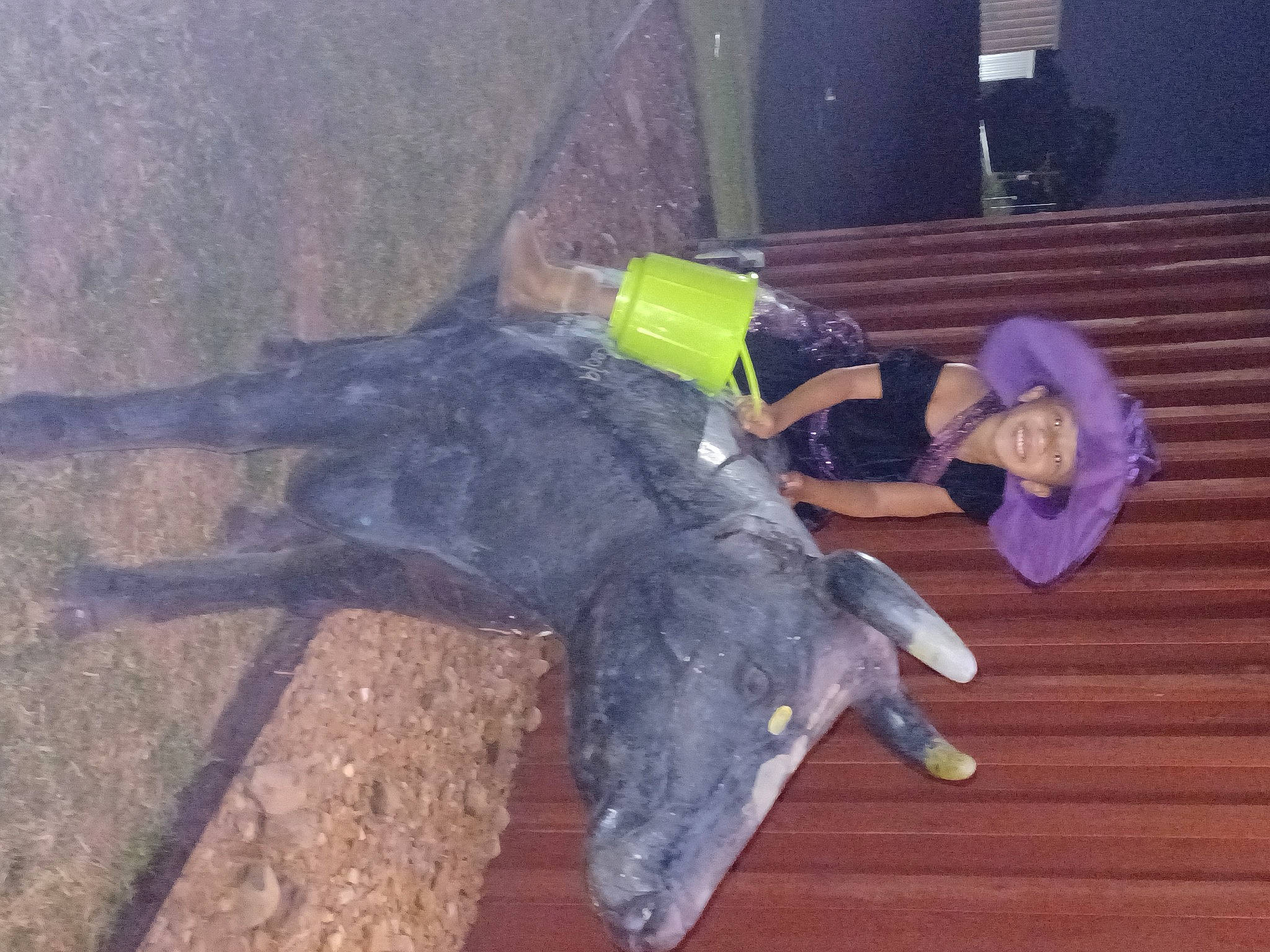 Ayonna joined the competition — help win amazing prizes! claw, dog_breed, felidae, flooring, fur, guard_dog, hardwood, joy, person, reptile, small_to_medium_sized_cats, tail, terrestrial_animal, wing, wood, working_animal