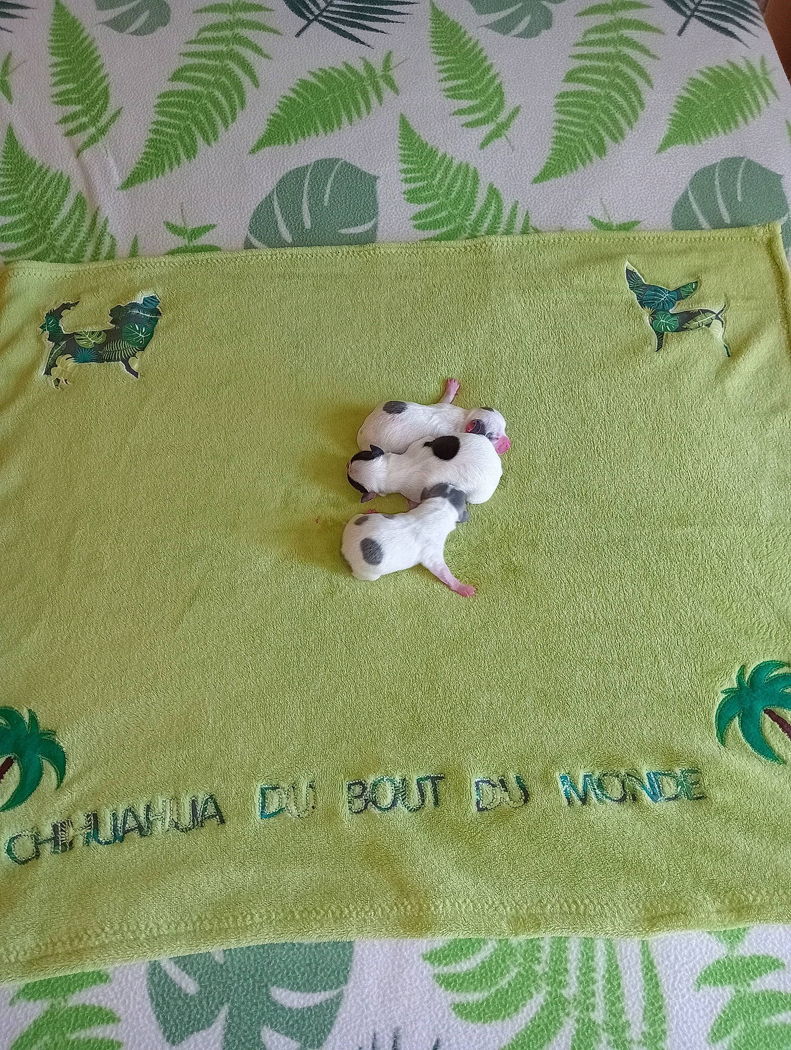 Blue participe au concours pour gagner de l'argent avec cette photo : aqua, art, beige, brown, craft, creative_arts, font, green, linens, needlework, pattern, pillow, product, rectangle, rug, stitch, textile, wood, woven_fabric