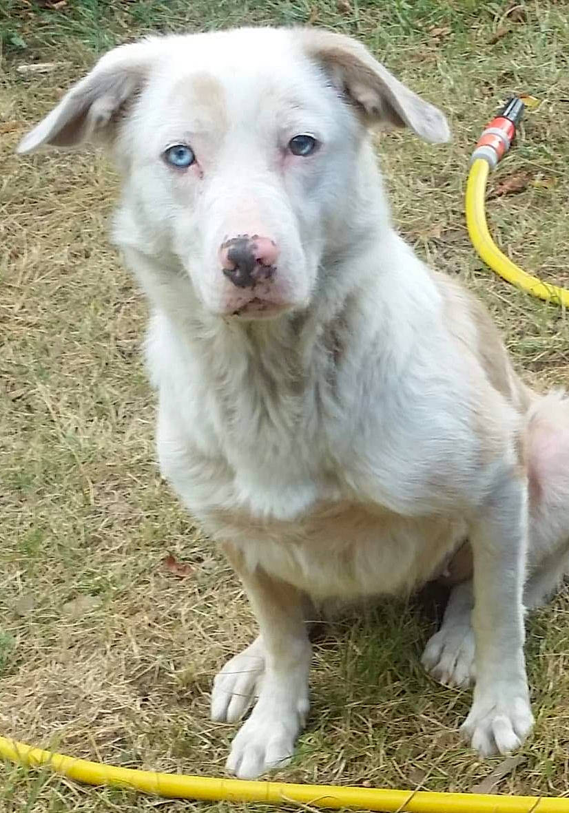 Lys a rejoint le concours — aidez-le/la à gagner de superbes lots ! canidae, carnivore, companion_dog, dog, dog_breed, fawn, labrador_husky, labrador_retriever, mammal, rare_breed_dog, sporting_group, vertebrate