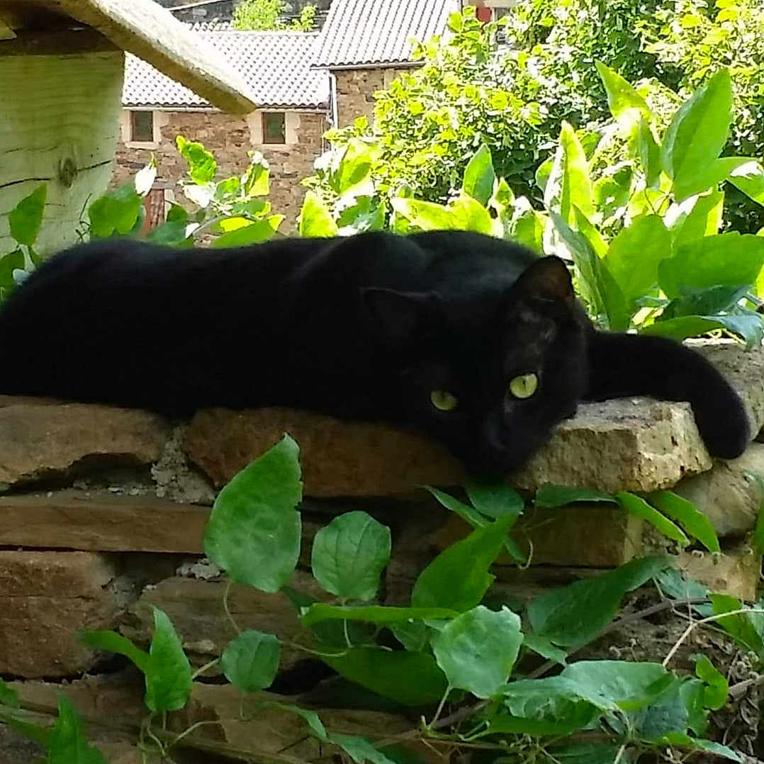 Salem