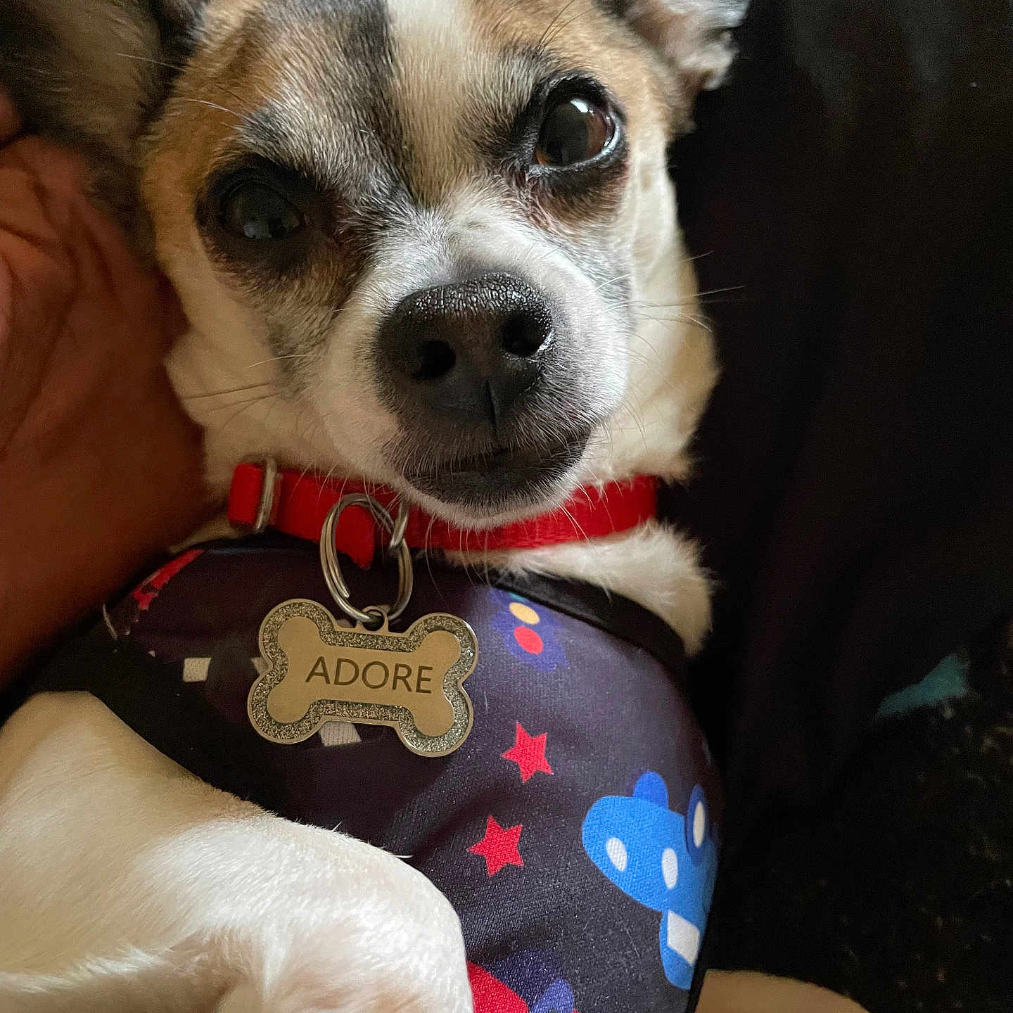 Ladonna Hawkins is registered to the contest to win money with this photo: dog, chihuahua, pet, portrait, close_up, face, eyes, ears, nose, collar, dog_tag, adorable, costume, superhero, patterned_clothing, red_collar, indoor, sitting, paw, black_background