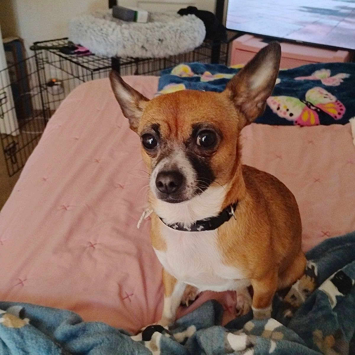 Cookie joined the competition — help win amazing prizes! animal, bed, bedroom, blanket, bulldog, canine, chihuahua, cushion, dog, furniture, homedecor, hound, indoors, interiordesign, linen, person, pet, puppy, quilt, room