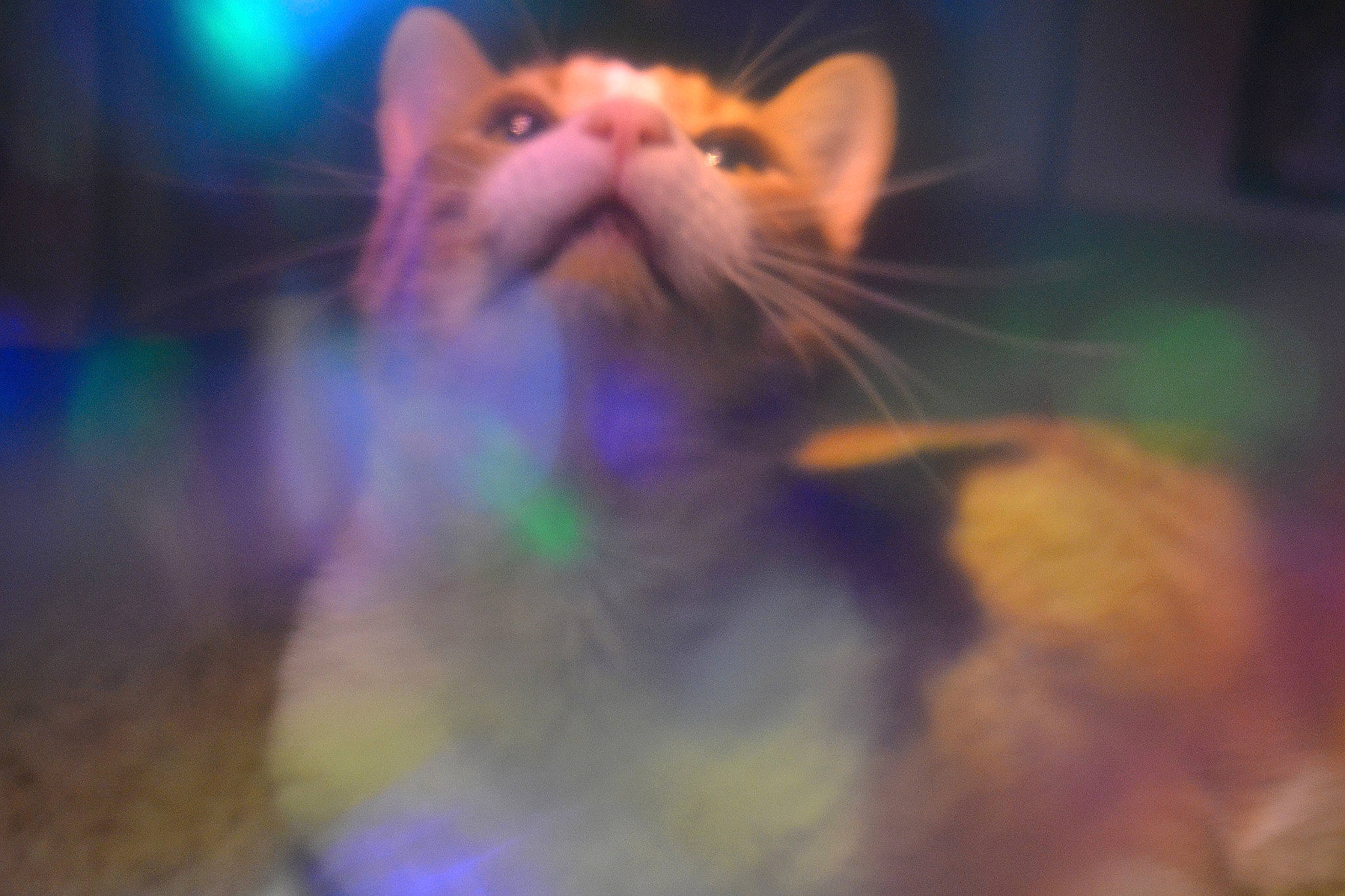 Yoda is registered to the contest to win money with this photo: carnivore, cat, eye, fawn, felidae, fur, iris, kitten, light, night, norwegian_forest_cat, nose, ojos_azules, sky, small_to_medium_sized_cats, snout, turkish_van, whiskers