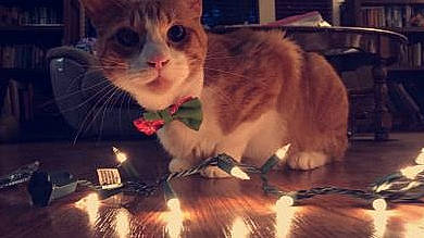 Yoda joined the competition — help win amazing prizes! aegean_cat, animation, carnivore, cat, domestic_short_haired_cat, ear, european_shorthair, felidae, fur, kitten, munchkin, napoleon_cat, paw, photo_caption, polydactyl_cat, small_to_medium_sized_cats, snout, technology, whiskers