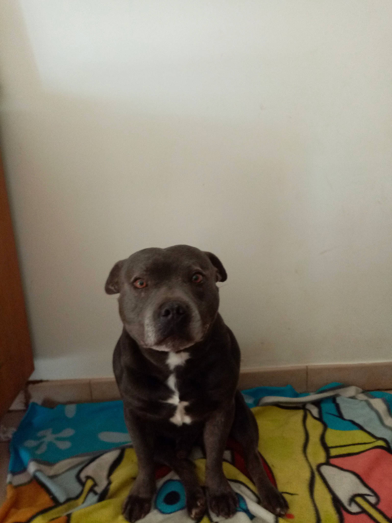 Lemon participe au concours pour gagner de l'argent avec cette photo : alaunt, american_pit_bull_terrier, american_staffordshire_terrier, bandog, canidae, carnivore, dog, dog_breed, fawn, mammal, non_sporting_group, pit_bull, snout, sporting_group, staffordshire_bull_terrier, vertebrate