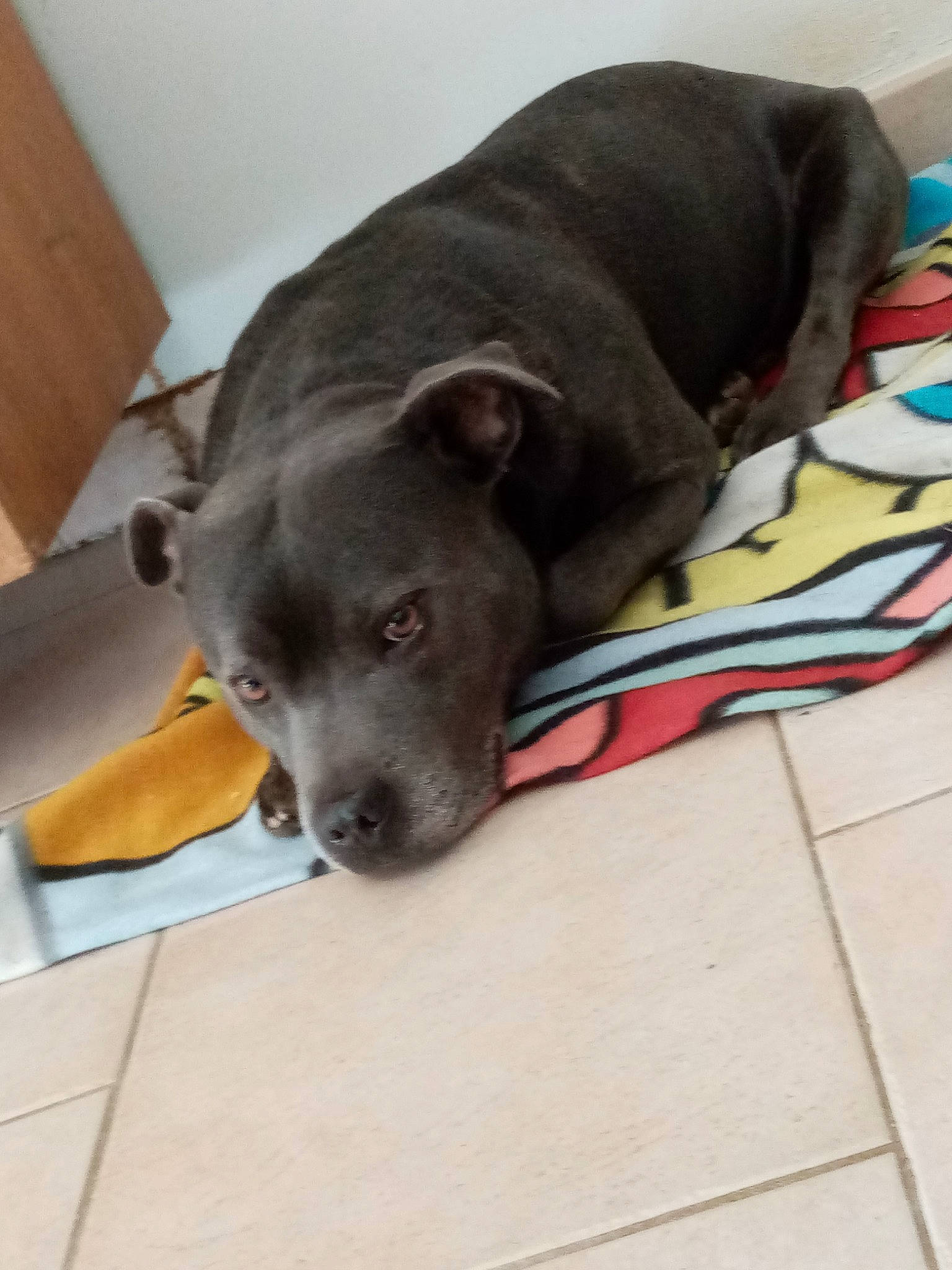 Lemon participe au concours pour gagner de l'argent avec cette photo : american_pit_bull_terrier, canidae, carnivore, companion_dog, dog, dog_breed, fawn, mammal, non_sporting_group, nose, puppy, snout, sporting_group, staffordshire_bull_terrier