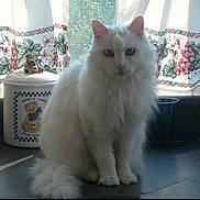 Jewels is registered to the contest to win money with this photo: calm, cat, container, countertop, cozy, cup, curtains, decor, domestic_animal, feline, floral_pattern, fluffy, home, household, indoor, pet, sitting, teddy_bear, white_cat, window