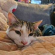 Mai Mai Lucia is registered to the contest to win money with this photo: animal, blanket, cat, close_up, cozy, cushion, domestic, ears, feline, fur, home, indoor, nose, pet, plush, relaxed, resting, sleeping, sofa, whiskers