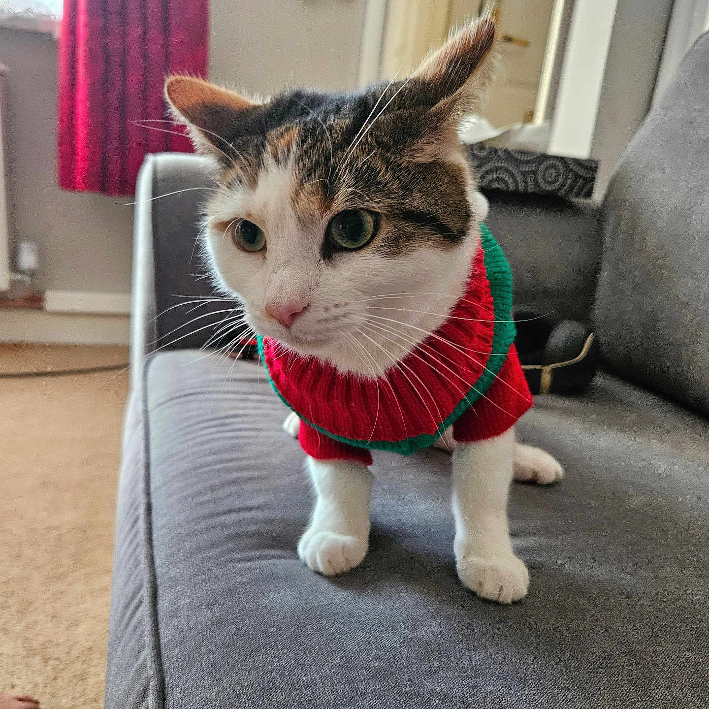 Mai Mai Lucia is registered to the contest to win money with this photo: animal, carpet, cat, cozy, curious, curtains, cute, domestic, feline, fur, gray_couch, green, indoor, knitted_clothing, living_room, paws, pet, red, sweater, whiskers