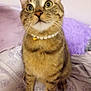 cat, tabby, pet, animal, feline, necklace, pearl_necklace, bell, bed, blanket, purple, white, fur, whiskers, ears, eyes, sitting, indoor, cute, curious