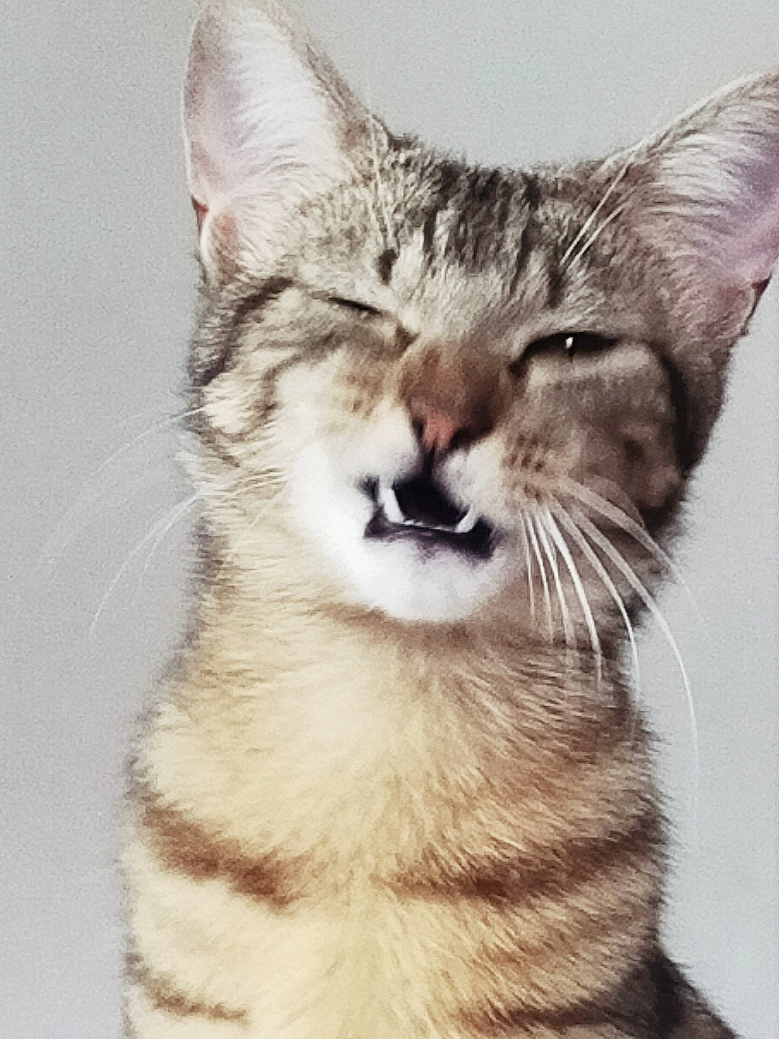 Dash a rejoint le concours — aidez-le/la à gagner de superbes lots ! carnivore, cat, claw, domestic_short_haired_cat, felidae, fur, paw, small_to_medium_sized_cats, snout, tail, terrestrial_animal, whiskers, wildlife